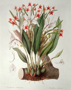 Orchid: Diothonca imbricata and Maxillaria eburnea from 